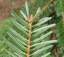 Cilician Fir Under Needles