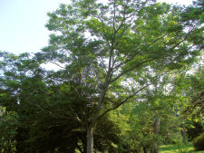 Amur Cork Tree