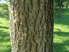 Amur Cork Tree Bark