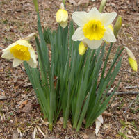 Daffodil