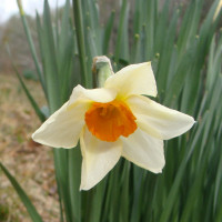 Daffodil