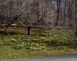 Daffodil Bed