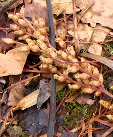 Dawn Redwood Pollen Cones