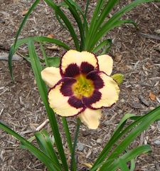 Daylily 1
