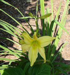 Daylily 3
