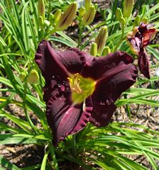 Daylily 4
