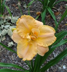 Daylily 5