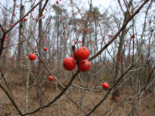'Earlibright' Holly