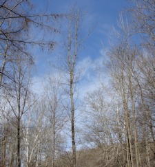 European Black Alder