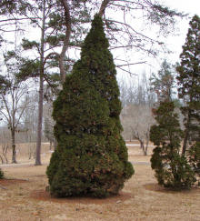 Hinoki Cypress Plant