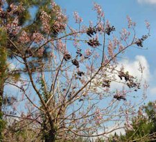 Princess Tree
