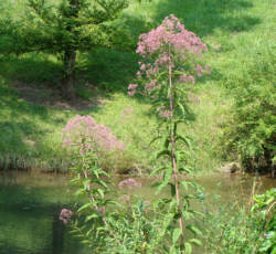 Joe Pye Weed