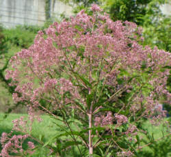 Joe Pye Weed