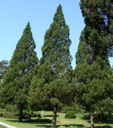 Eastern Red Cedar Trees
