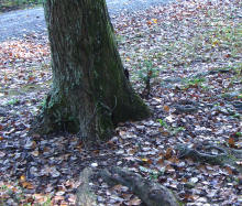 Katsura Tree Trunk