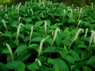 Lizard's Tail