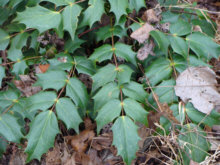 Mahonia Leaves