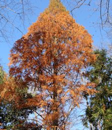 Dawn Redwood - Fall