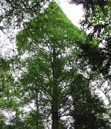 Dawn Redwood - Summer