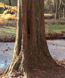 Dawn Redwood Trunk