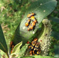 Milkweed Tussock Moth Caterpillars