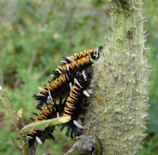 Milkweed Bugs