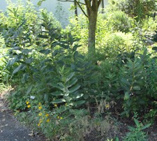 Milkweed Leaves
