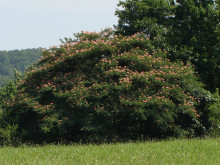 Mimosa