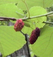 Mulberry Fruit