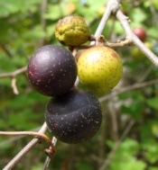 Muscadine Grapes