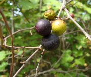 Muscadine Grape Fruit