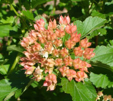 Ninebark Fruit