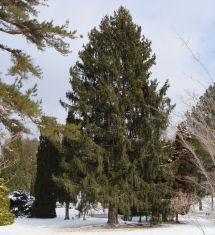 Norway Spruce Tree
