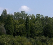 Jefferson High School Area Cedar Barrens