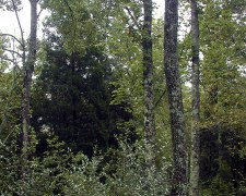 Old Field Cedar Barrens