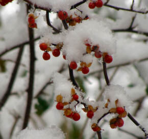 Oriental Bittersweet Berries