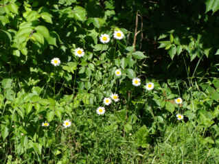 Oxeye Daisy Plants