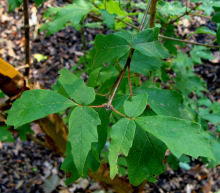 Paperbark Maple Leaves