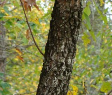 Persimmon Bark