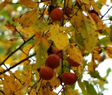 Persimmon Fruit