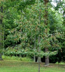 Persimmon Tree