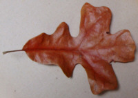 Post Oak Leaf
