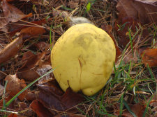 Chinese Quince Fruit