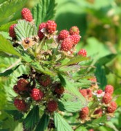 Raspberries