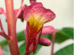 Red Buckeye Flower