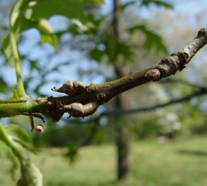 Red Oak Female Flowers