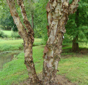 River Birch Bark