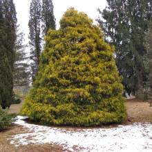 Sawara Cypress Plant