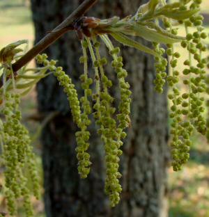 Sawtooth Oak Male Catkins