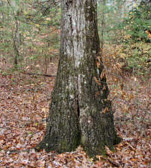 Scarlet Oak Trunk